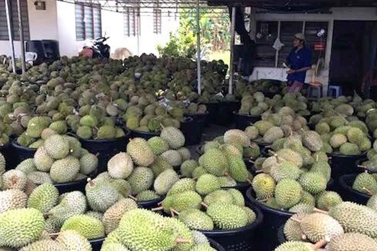 'Tak macam dulu', peniaga durian merungut durian Musang King, D24 tidak laku dipasaran