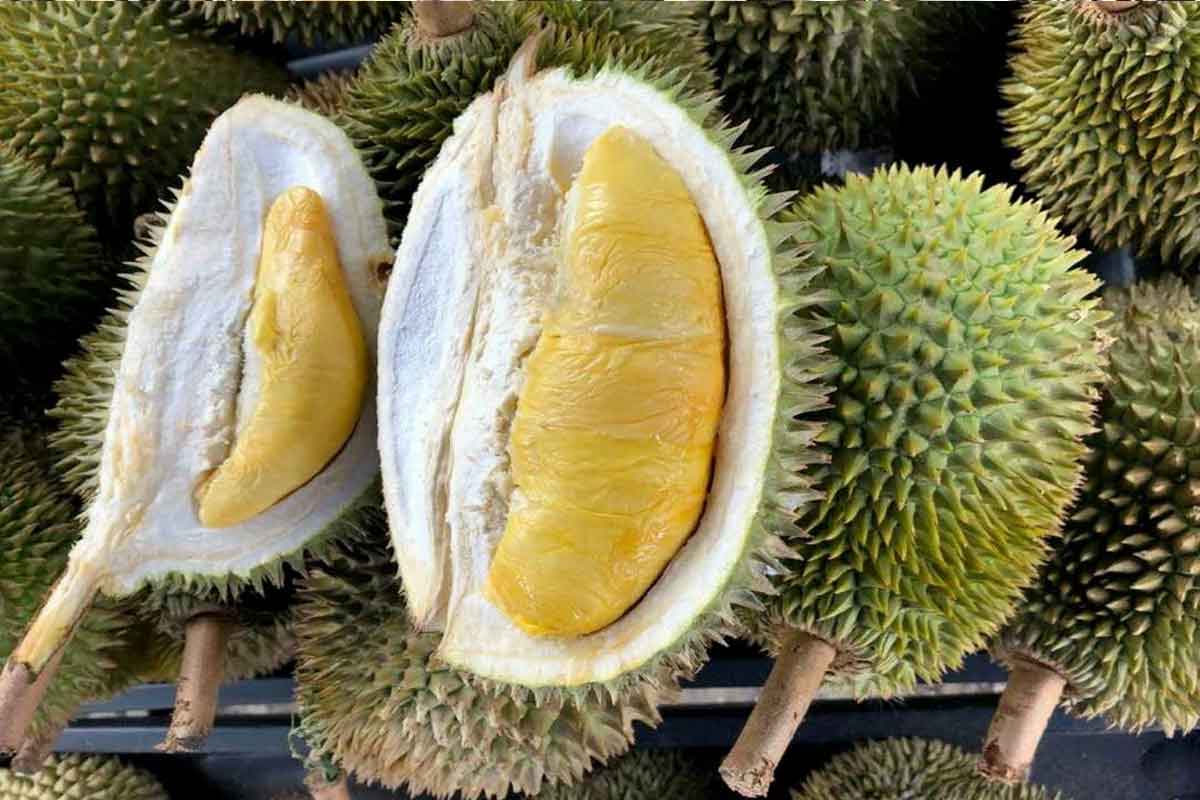Harga durian premium turun bermula Jun ini