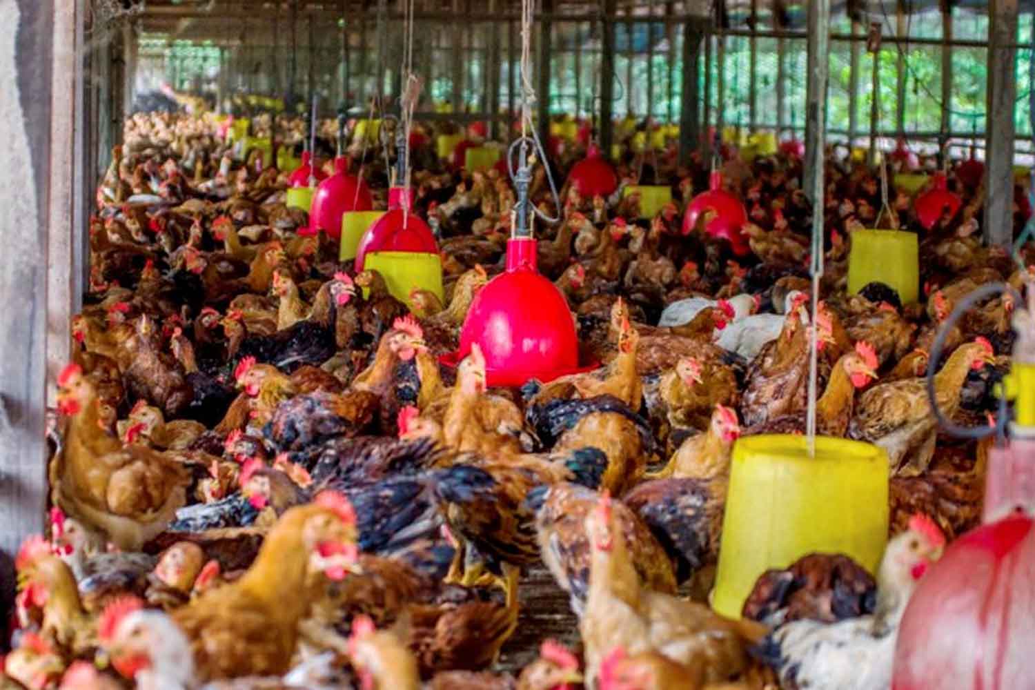 Malaysia kembali benar import ayam ke Singapura, separa larangan dikuatkuasakan